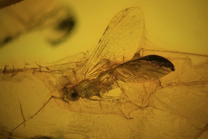 Fossil Mayfly (Ephemeroptera) In Baltic Amber #84632